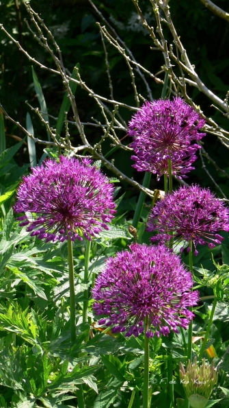 Bois des Moutiers (286) Mai 2012